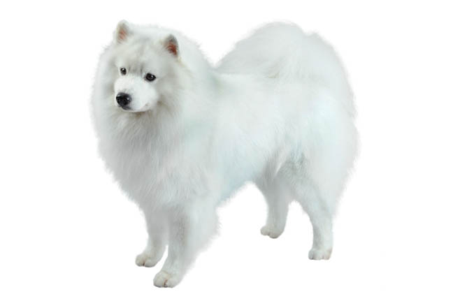 miniature american eskimo dog life expectancy everything about your american eskimo dog luv my dogs miniature american eskimo dog life expectancy everything about your american eskimo dog luv my dogs