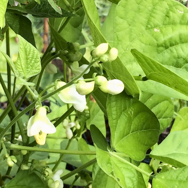 bönor, beans bönor, beans