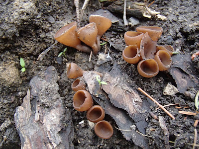 grzyby 2017, grzyby wiosenne, grzyby w kwietniu, Dumontinia tuberosa twardnica bulwiasta, 