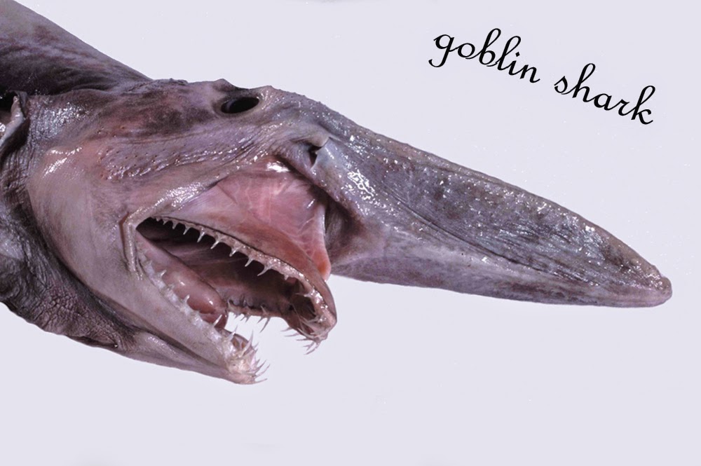 letest facts and update A most degorous goblin shark