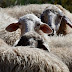 Η επαφή με τα πρόβατα ευνοεί τη σκλήρυνση κατά πλακας, σύμφωνα με μελέτη