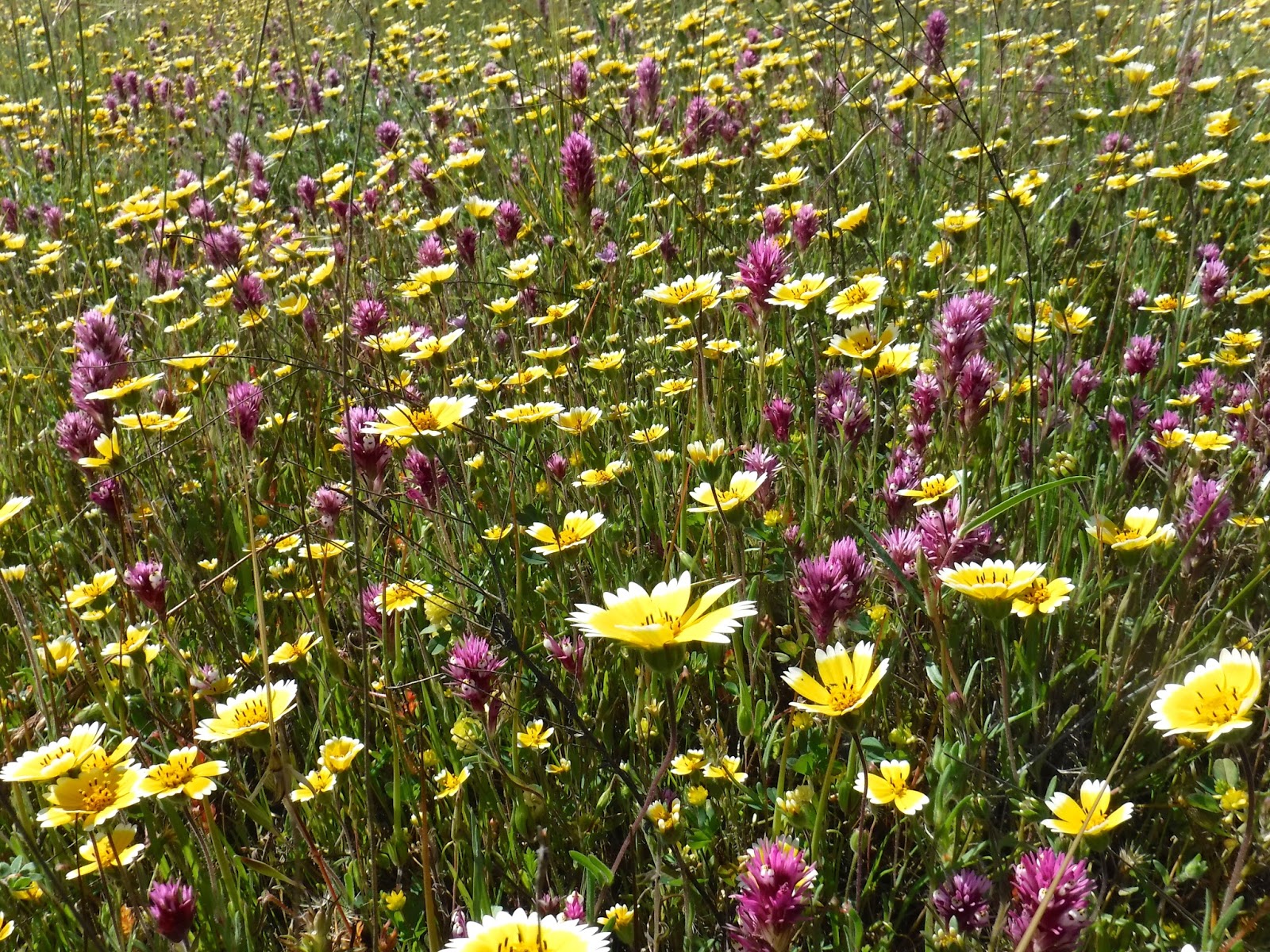 Santa Cruz Mountains Trails March Showers Bring April