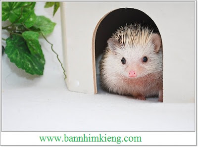 nhim-kieng-nhung-thong-tin-co-ban-ve-hedgehogs