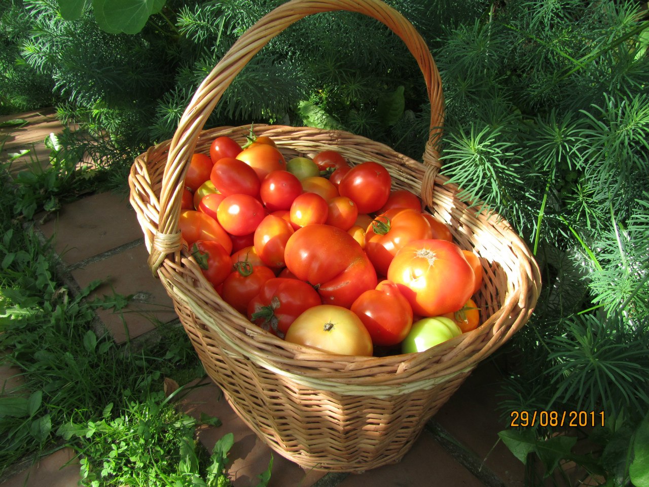 Гэс. Дачный урожай. Дача. Урожай. Огород в деревне.