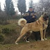 Danger Dog Breeds That Can Kill A Wolf