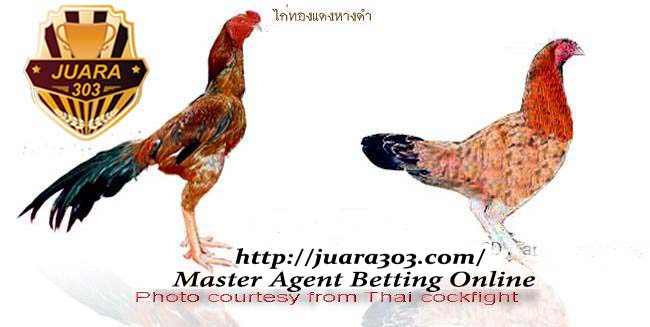 AYAM BANGKOK: Ayam Bangkok