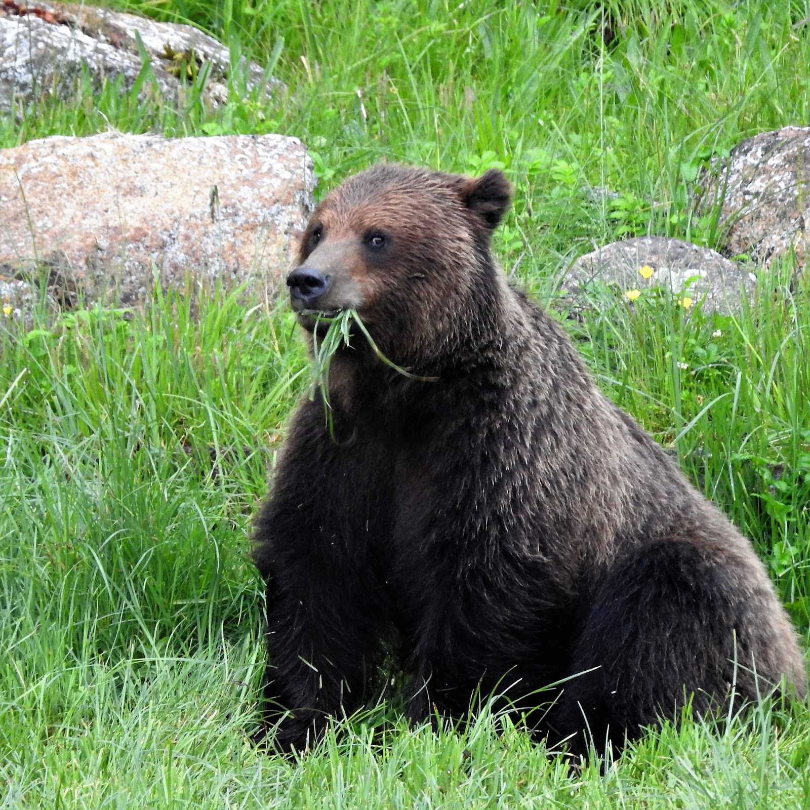 Brown and Black Bears