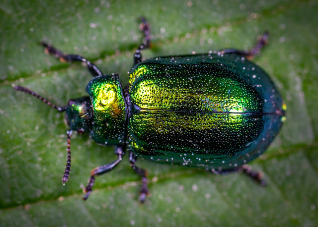 animal pictures animal pictures
