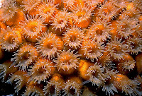 Hasil gambar untuk polip karang