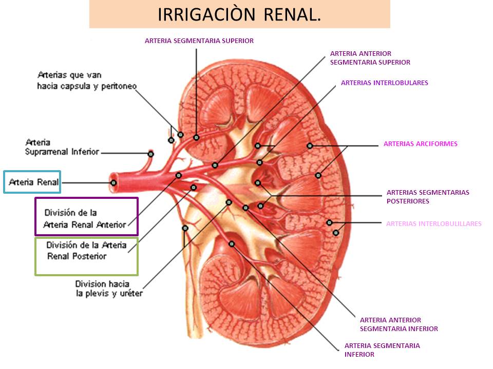 CURSO DE FISIOLOGÌA CON LABORATORIO.: IRRIGACION DE RIÑON