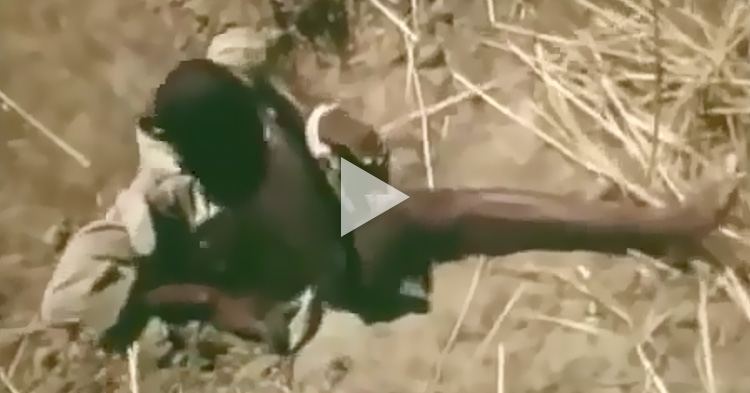 Man uses his legs as bait to catch Snakes