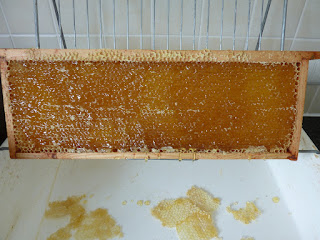cadre de miel sans les opercules