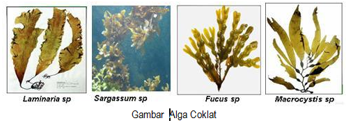 Klasifikasi Protista mirip tumbuhan (Alga): Phaeophyta (Alga Coklat