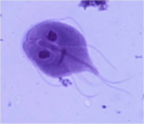 Giardia lambdia, Giardia/Cryptosporidium antigén kimutatása székletből