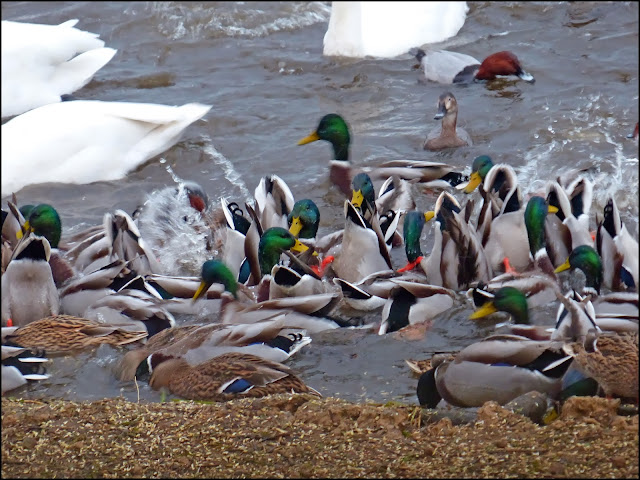 Wild And Wonderful November 2013