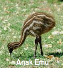 Anim Agro Technology Burung Emu Kenali Dia