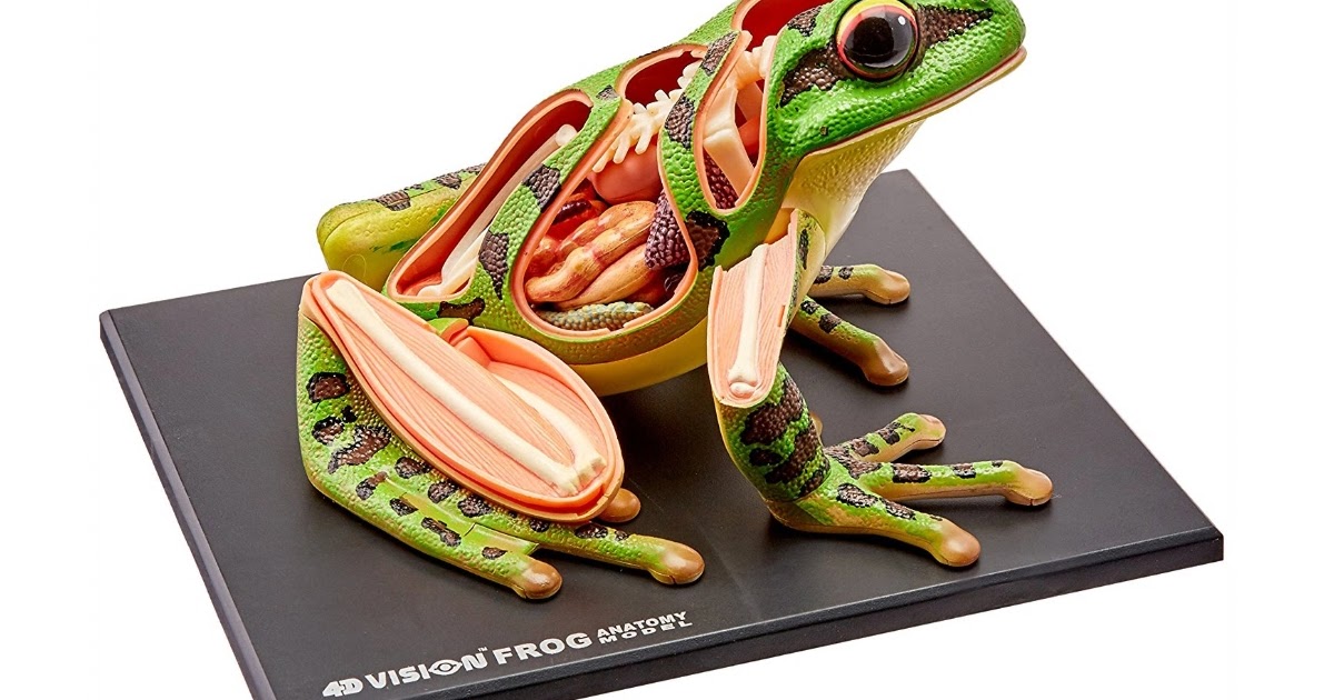 Gifts for Kids Who Love Frogs In Our Pond