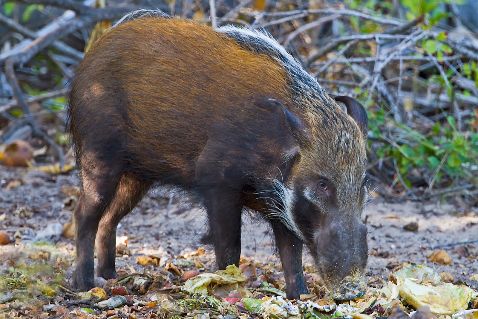 Tanzania & Zanzibar Bush Pig