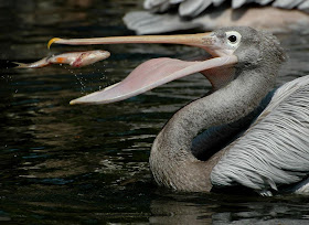 Beautiful Wildlife Photography
