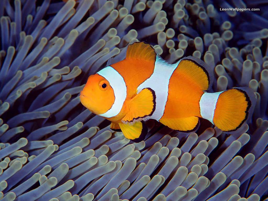 Clown Fish Picture from leenwallpapers.com