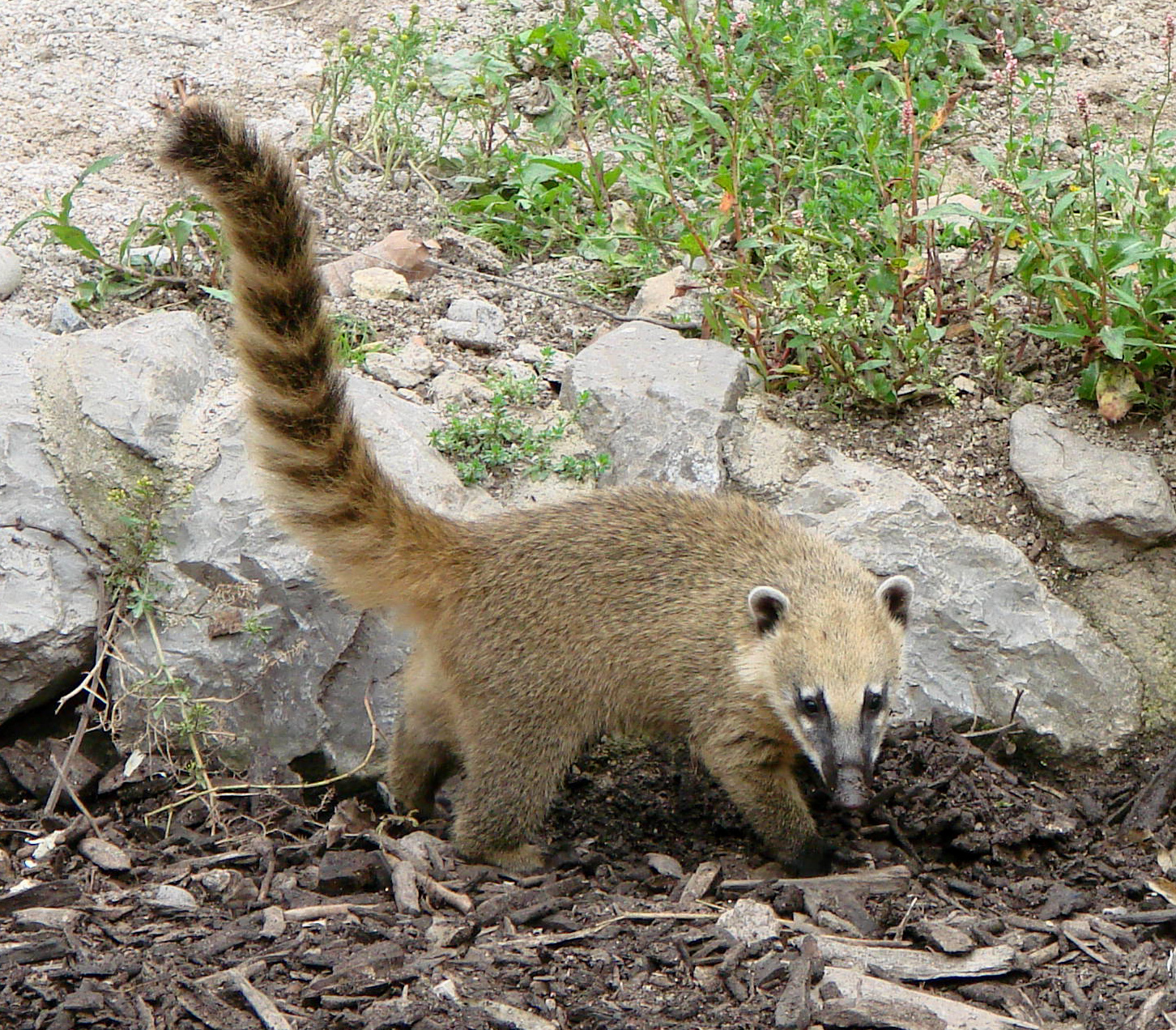 Coati