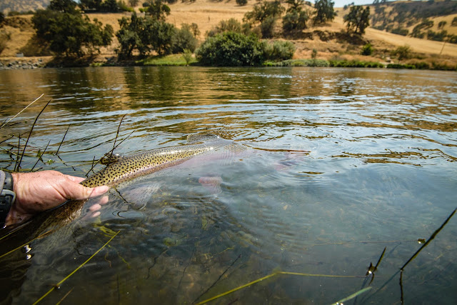 Held Rainbow Trout