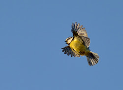 birds flight tit wildlife lisa sam april