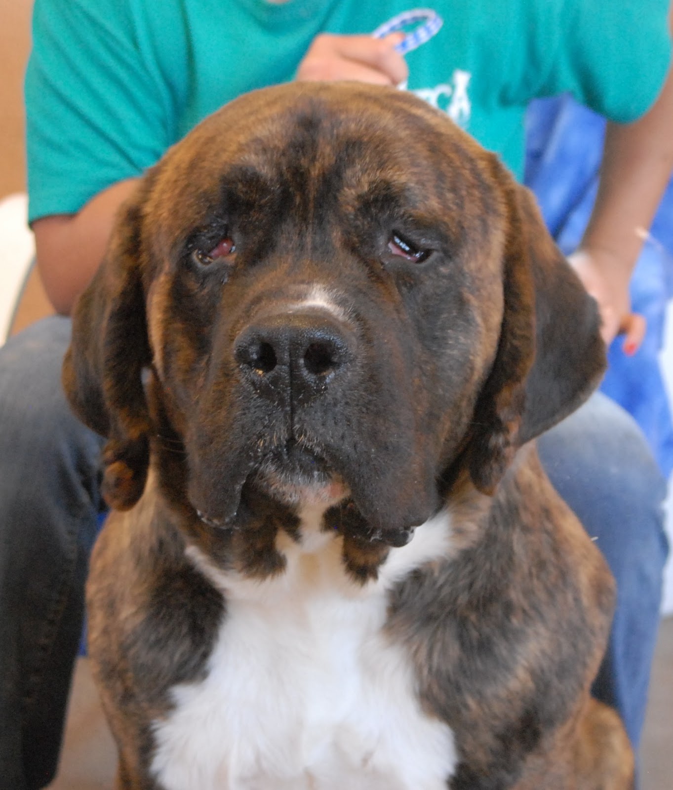 Bruno, a blind young Saint Bernard & Mastiff mix who needs a foster
