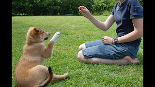entrenamiento comprobado para perros Consejos de entrenamiento comprobado para perros