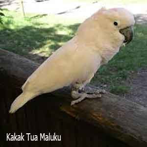 10 Hewan Langka Indonesia Ini Terancam Punah Mahessablog Blog