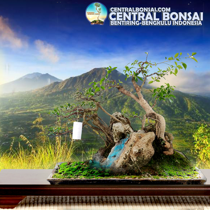 TANTANGAN PERLU JIWA SENI MEMBUAT BONSAI GROUPING LANDSCAPE 