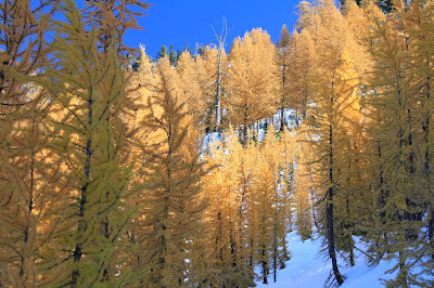 Golden Larch Lights the Way Up To Carne Mountain
