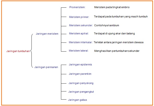 BIOLOGI GONZAGA: JARINGAN TUMBUHAN