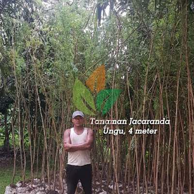 Pohon Jacaranda Ungu Ukuran 3-4 Meter Pohon Jacaranda Ungu Ukuran 3-4 Meter