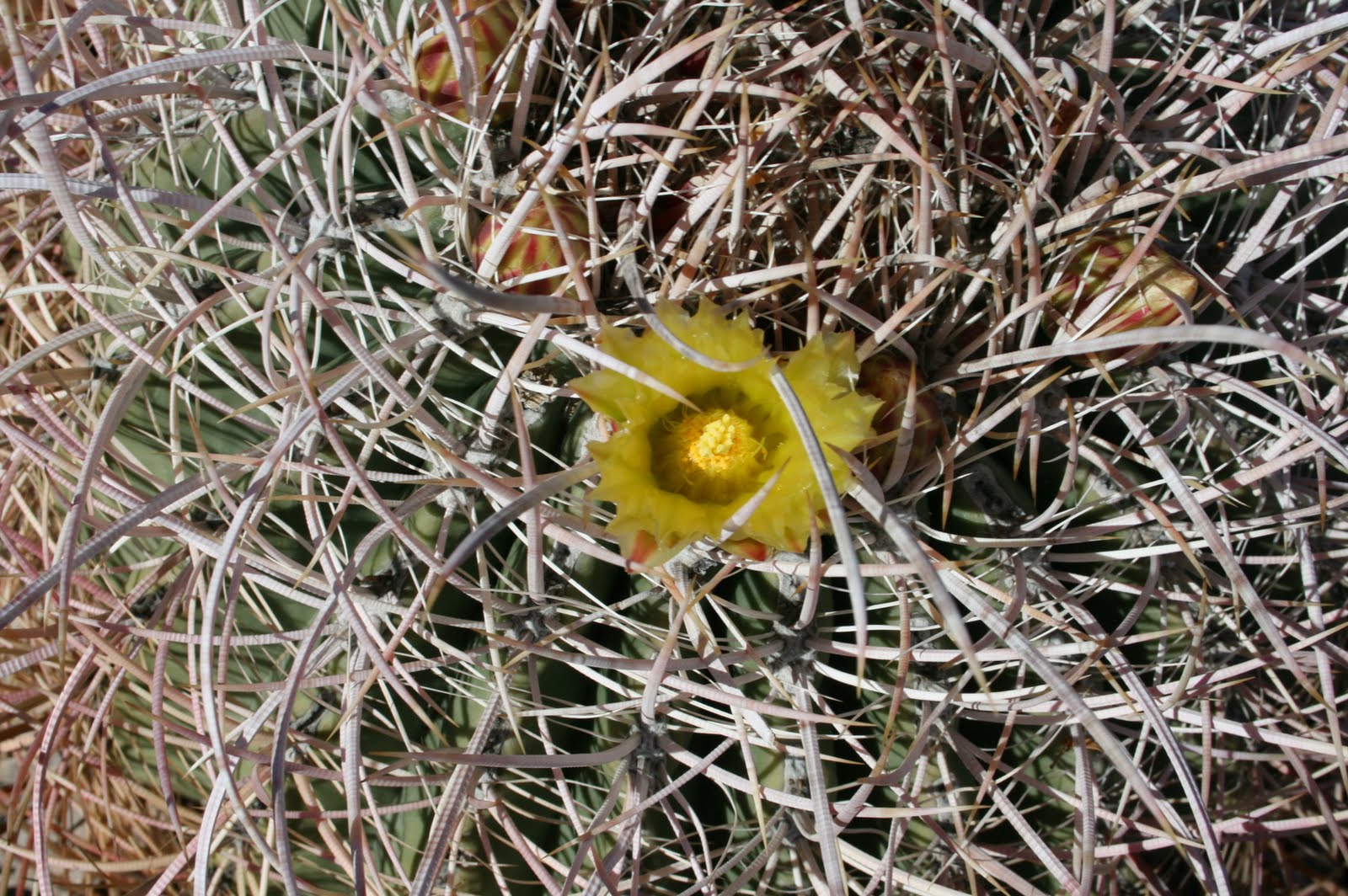 My Story Lives Palms, Growing Everywhere in the Desert Canyons