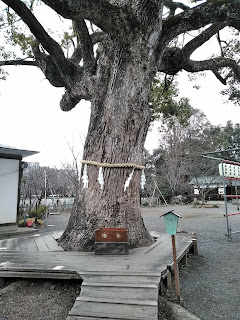 平野神社　ご神木　樟