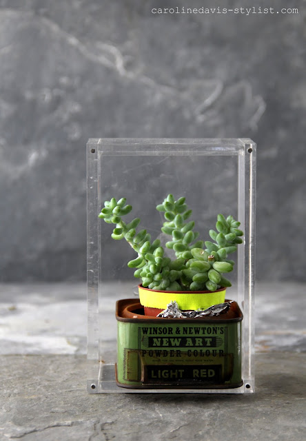 caroline davis stylist, trend daily blog, styling details, succulents, homebarn