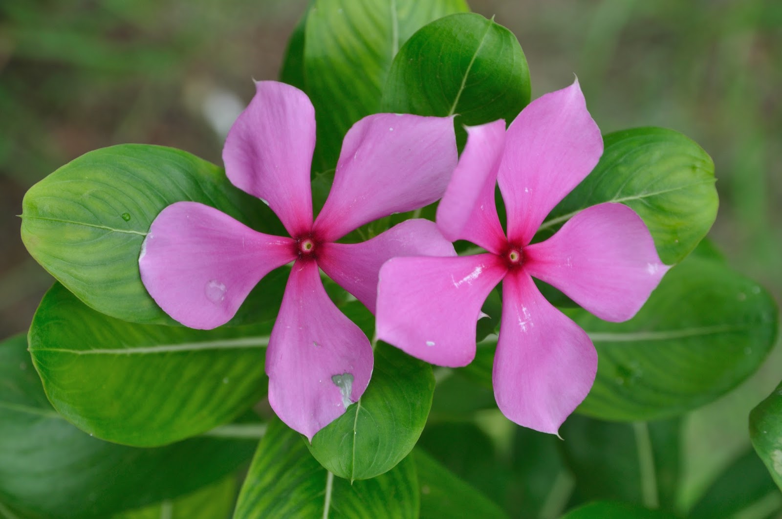 how to grow Periwinkle plants