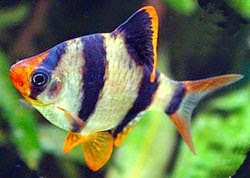 Pez Barbo Tigre Pez Barbo Tigre