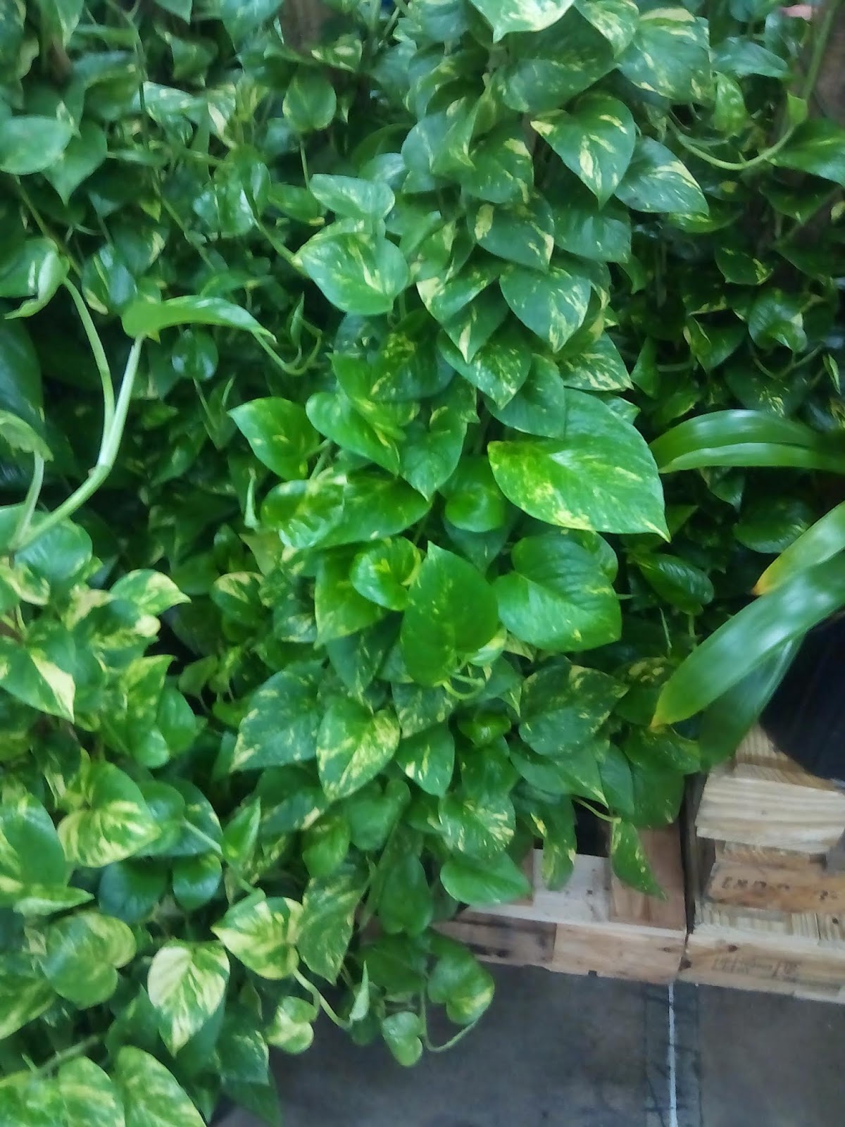 Venta de Plantas Ornamentales