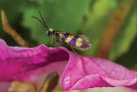 http://sciencythoughts.blogspot.co.uk/2015/12/micropterix-gaudiella-new-species-of.html