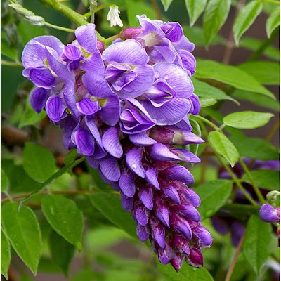 Hoa tử đằng - Nhà vườn Khánh Võ Bong-hoa-tu-dang-nhat-ban-wisteria