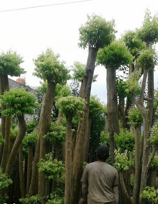 Tukang Taman Surabaya Tanaman Hias Anting Putri