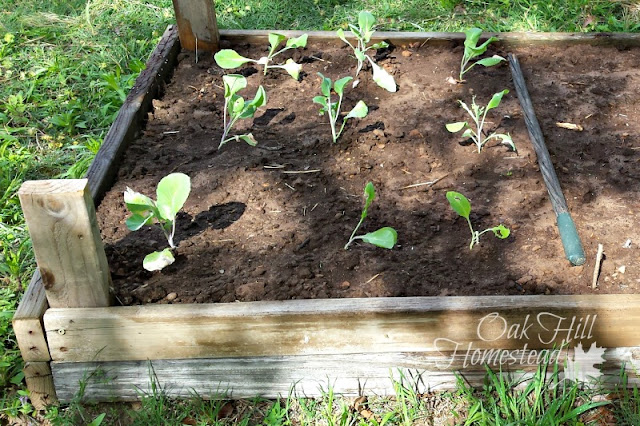 How to make a raised bed garden.