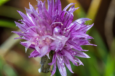 [Amaryllidaceae] Allium schoenoprasum – Wild Chives (Erba cipollina)