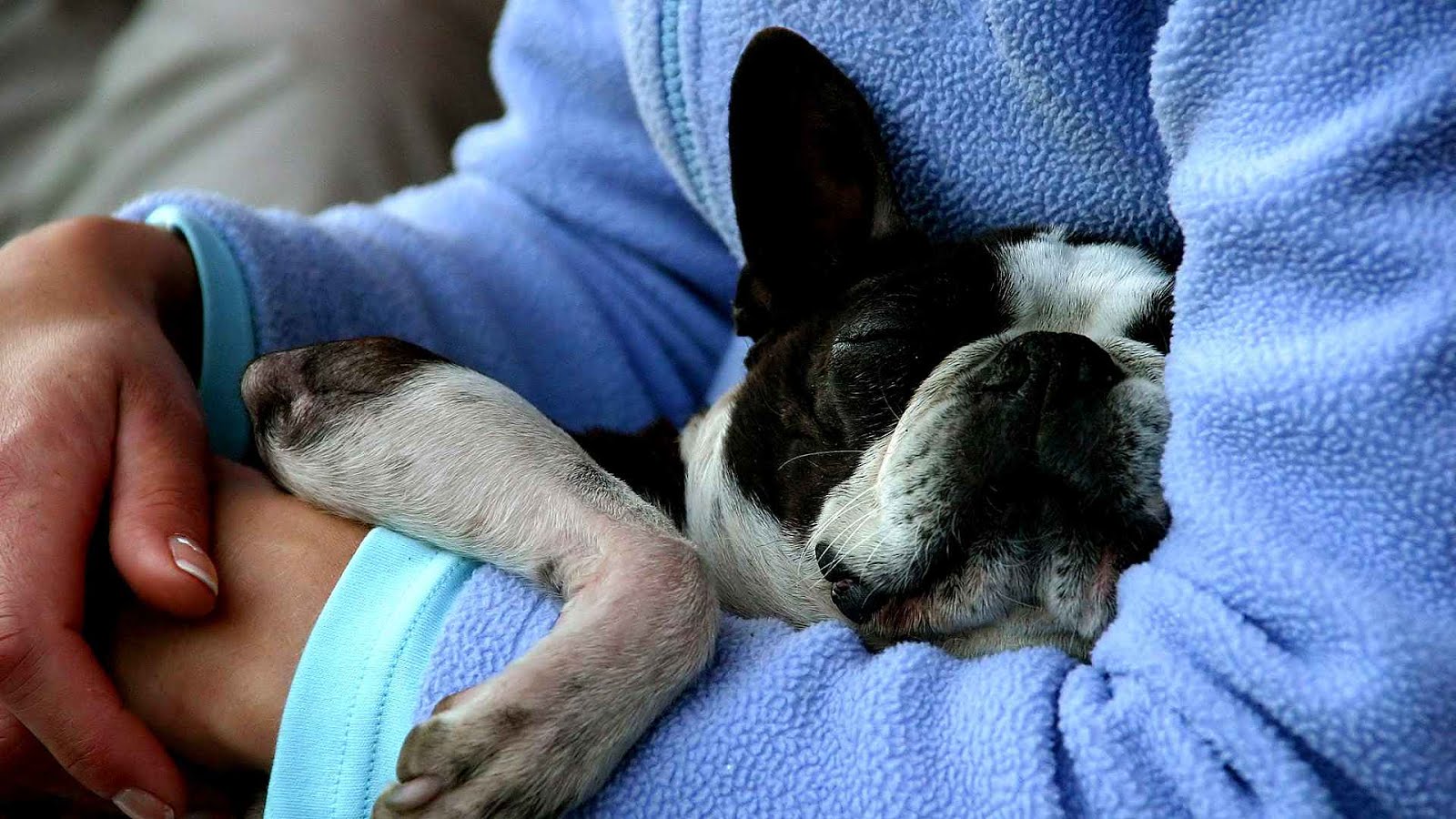 Dog Heart Attack Symptoms Seizures Hear Choices