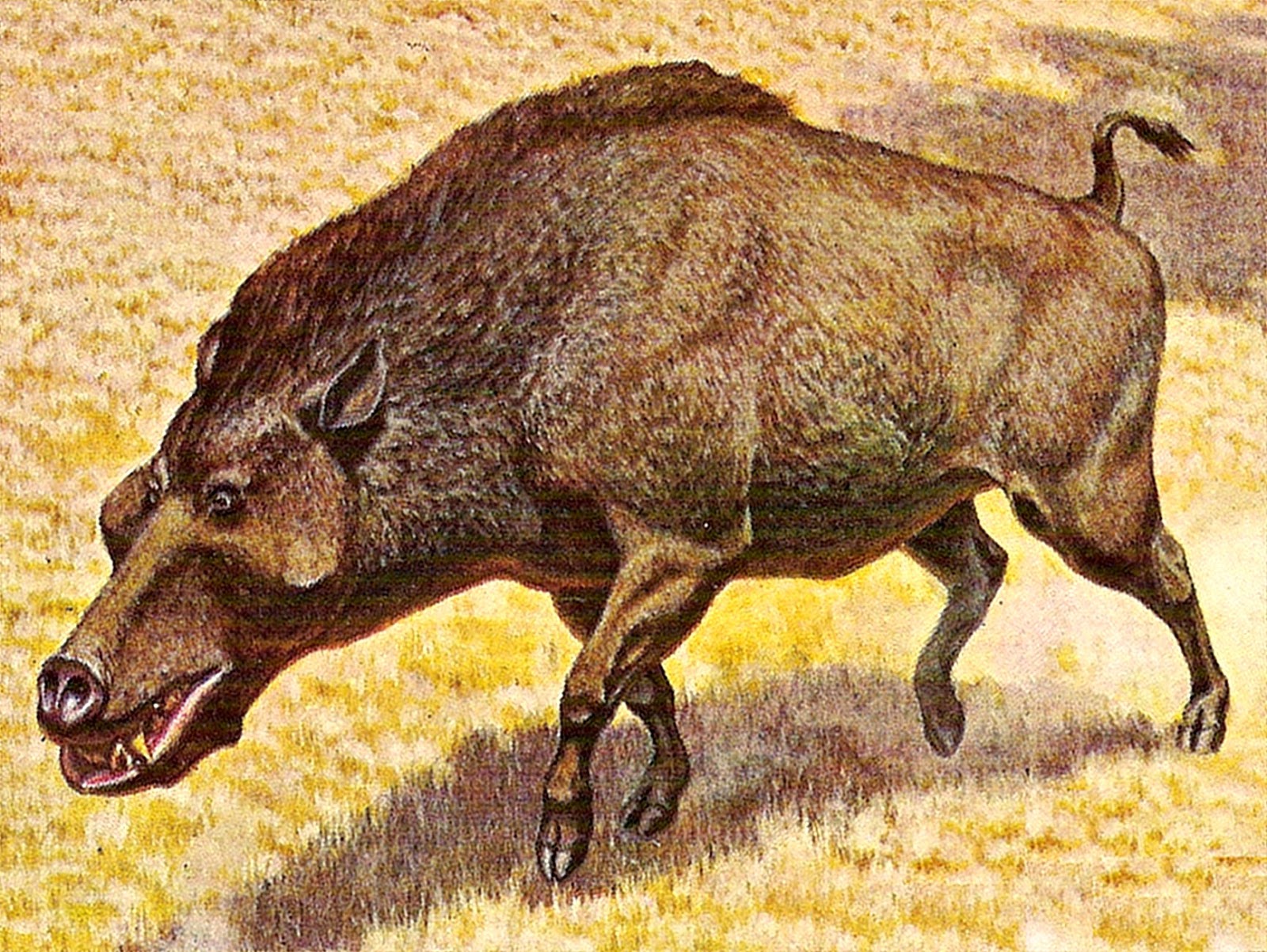 Daeodon Aka Dinohyus Hollandi 2c Entelodont 2c Public Domain Jpg 1600 1203 Prehistoric Animals Megafauna Prehistoric