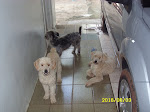 Meus Dogs (ao fundo Nina, Snuck e Polaco)