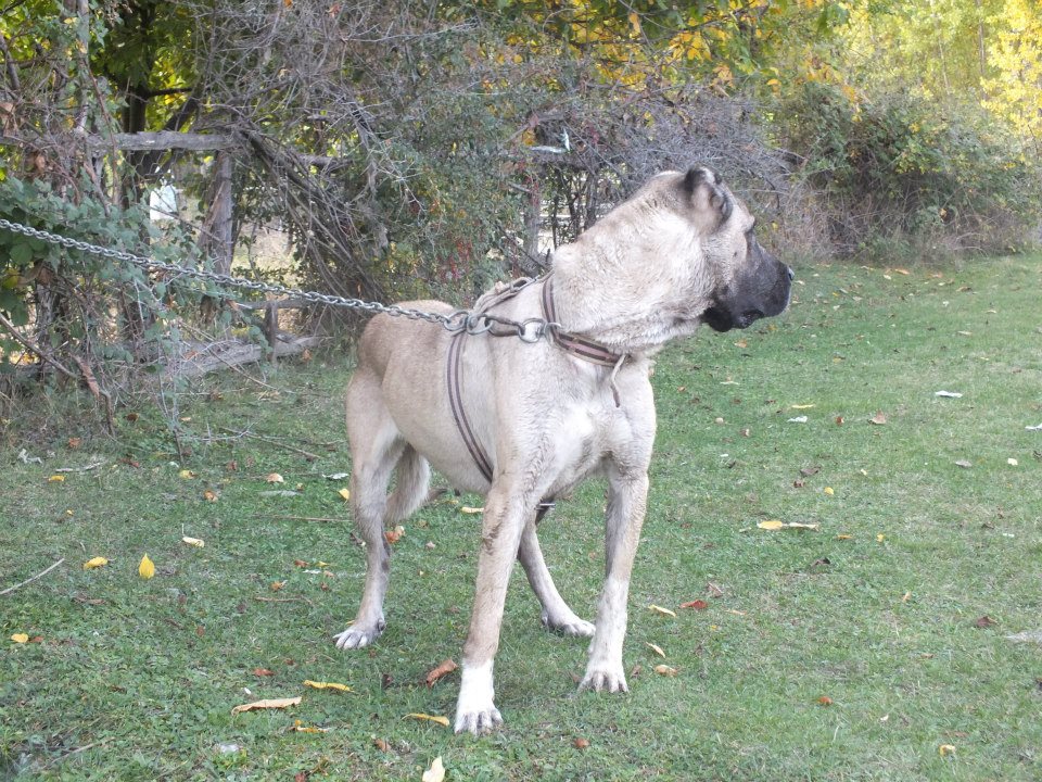 Çoban Köpeği Türk Çoban Köpekleri « Anadolu Köpekleri
