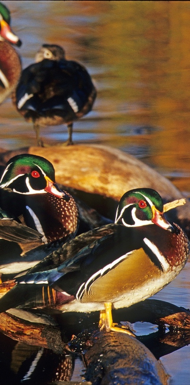 Picture of colorful ducks.